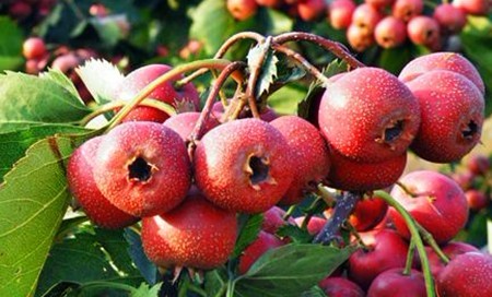 Crataegus pinnatifida Bge.