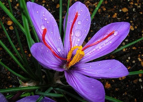 Crocus sativus L.