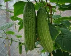 Cucumis sativus L.