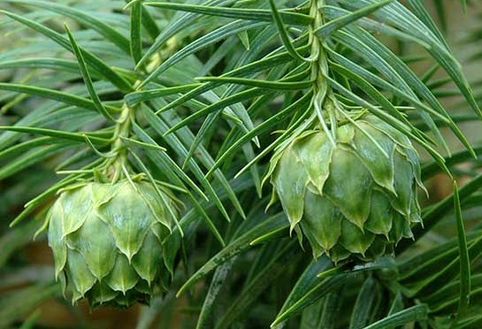 Cunninghamia lanceolata