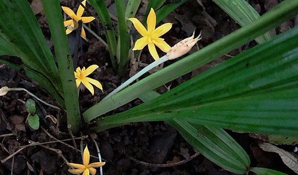 Curculigo orchioides Gaertn.