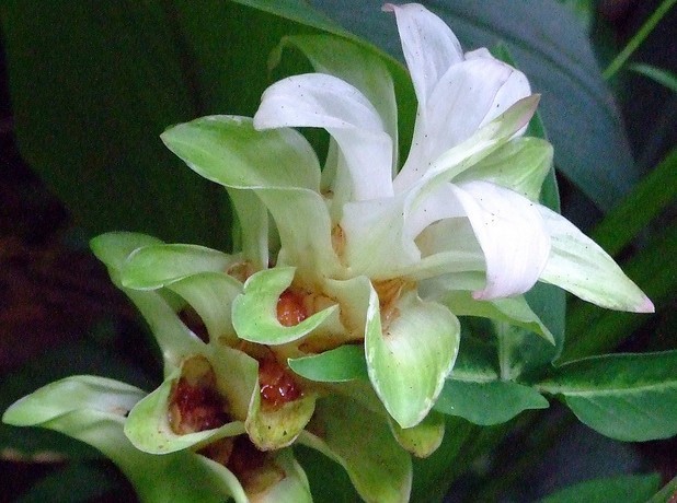 Curcuma longa L.