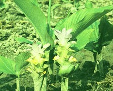 Curcuma wenyujin Y.H. Chen et C. Ling