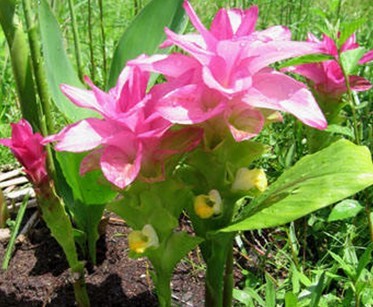 Curcuma zedoaria (Berg.) Rosc.