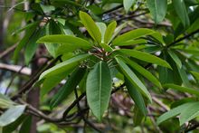 Daphniphyllum macropodum