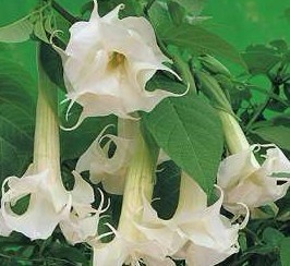 Datura metel L.