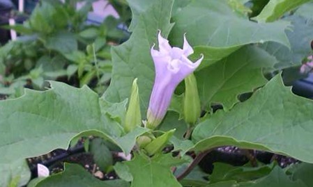 Datura stramonium L.