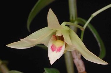 Dendrobium candidum Wall. ex Lindl.