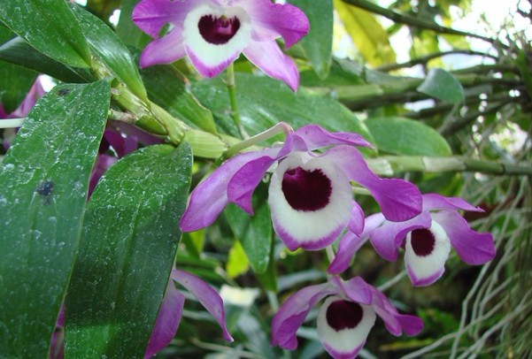 Dendrobium nobile Lindl.