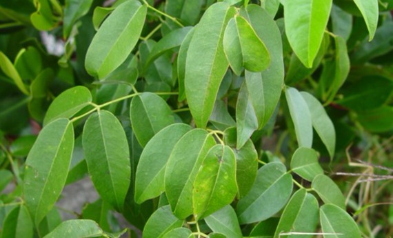 Derris trifoliata Lour.