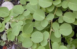 Desmodium styracifolium (Osh.) Merr.