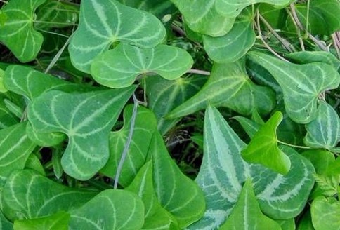 Dioscorea Zingiberensis C.H.Wright