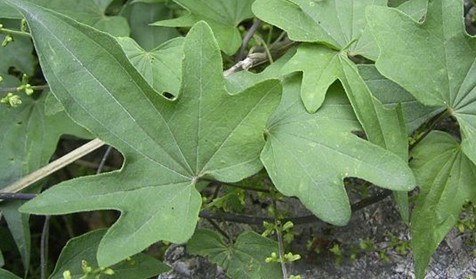 Dioscorea nipponica Makino