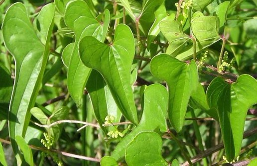 Dioscorea opposita Thunb.