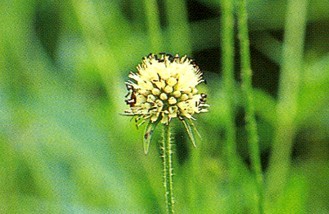 Dipsacus asperoides C. Y. Cheng et T. M. Ai