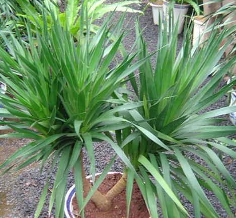 Dracaena cochinchinensis (Lour.) S. C. Chen