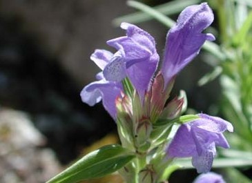 Dracocephalum ruyschiana L.