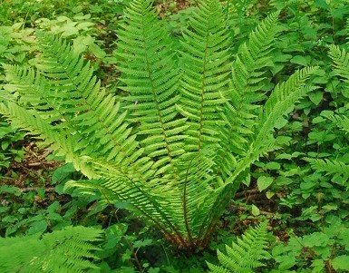 Dryopteris crassirhizoma Nakai