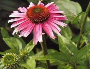 Echinacea purpurea