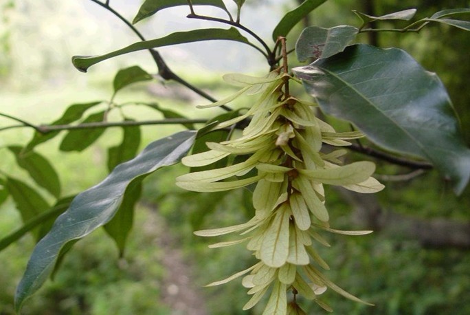 Engelhardtia roxburghiana Wall.