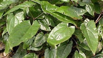 Epimedium brevicornum Maxim