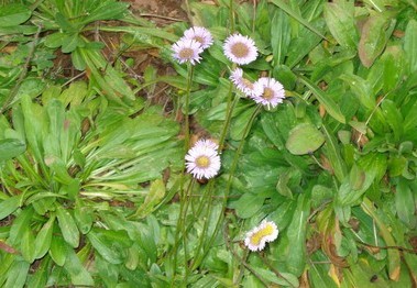 Erigeron breviscapus Hand.-Mazz.