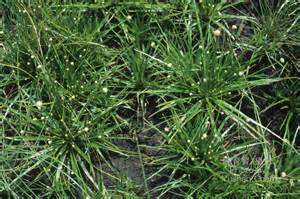 Eriocaulon buergerianum