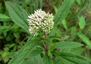 Eupatorium lindleyanum DC.