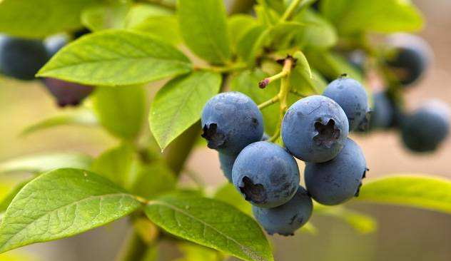 European bilberry