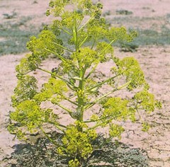 Ferula fukanensis K.M.Shen