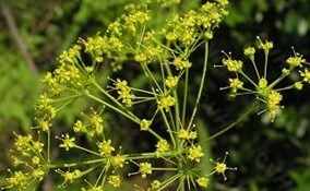 Ferula sinkiangensis K.M.Shen