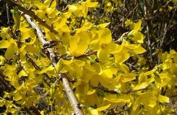 Forsythia suspensa (Thunb.) vahl.