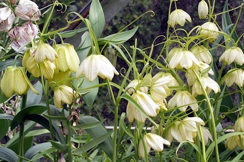 Fritillaria thunbergii Miq.