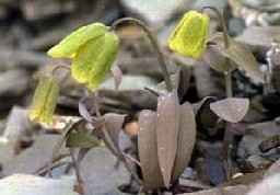 Fritillaria unibracteata Hsiao et K. C. Hsia