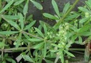 Galium aparine L.