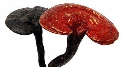 Ganoderma lucidum (Curtis) P. Karst