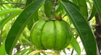 Garcinia cambogia