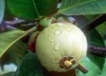 Garcinia oblongifolia Champ.