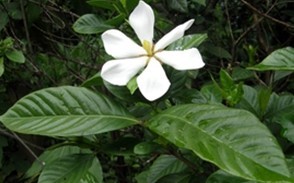 Gardenia jasminoides Ellis