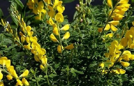 Genista tinctoria Linn.