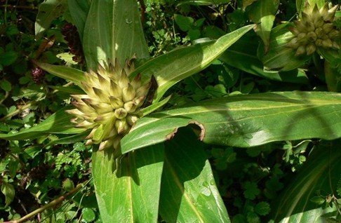 Gentiana crassicaulis Duthie ex Burk.