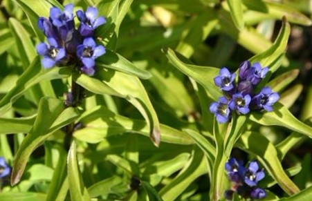 Gentiana macrophylla Pall