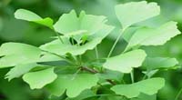 Ginkgo biloba L.