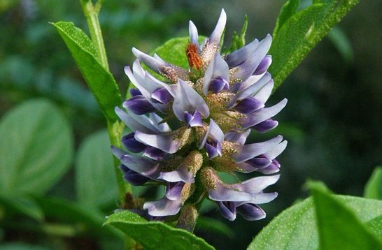 Glycyrrhiza glabra L.