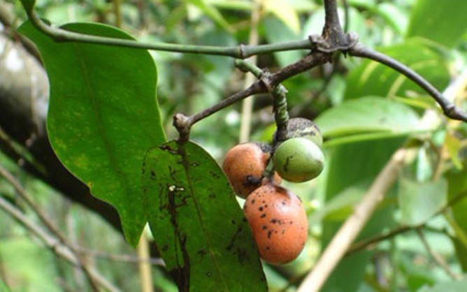 Gnetum montanum Markgr.