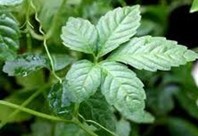 Gyuostemma pentaphyllum (Thunb) Makino