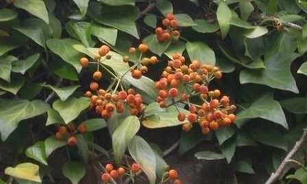 Hedera nepalensis K. Koch var. sinensis (Tobl.) Rehd.