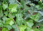 Hedera nepalensis var. sinensis