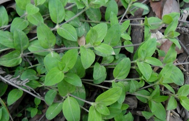 Hedyotis chrysotricha (Palib.) Merr.