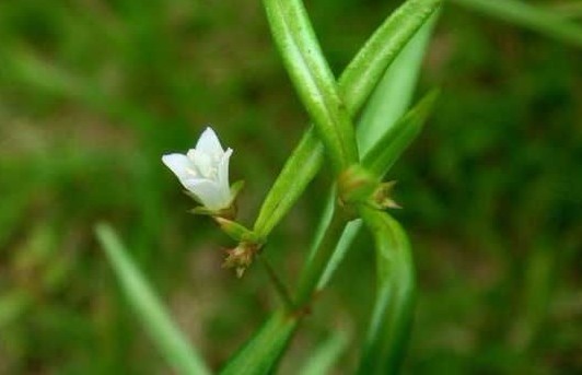 Hedyotis diffusa Willd.